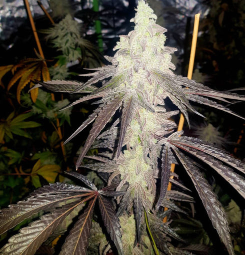 Propaganja Seeds - #167B Auto